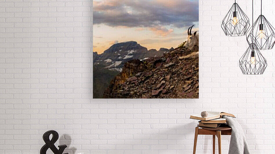 GNP GOAT PANO by Kaile Schimka
