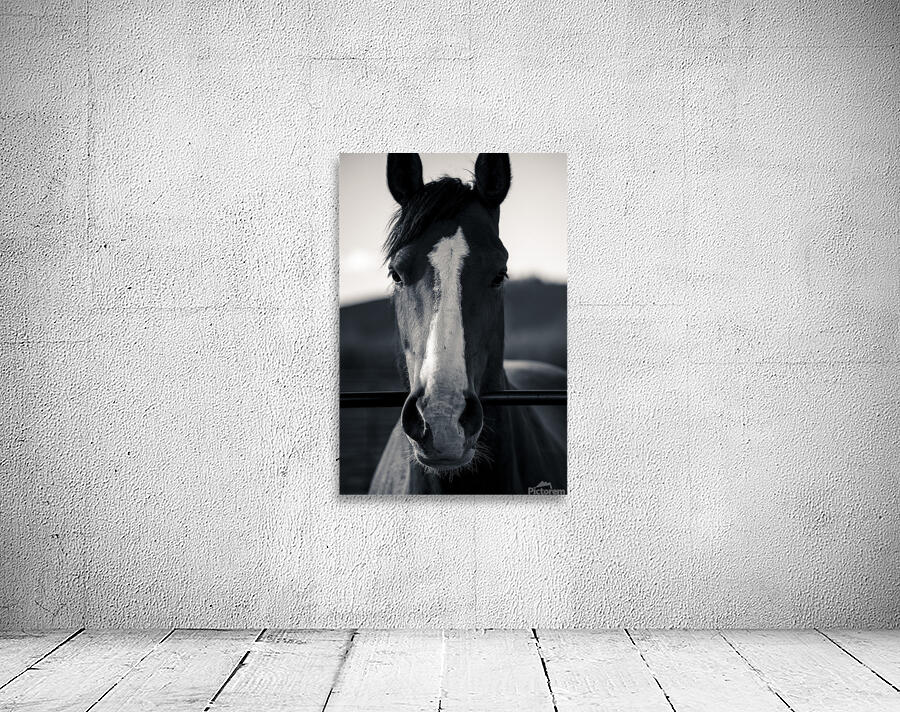 Horse Portrait  Wall Preview