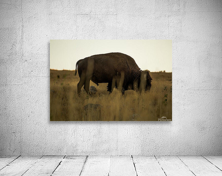 Buffalo Wall Preview