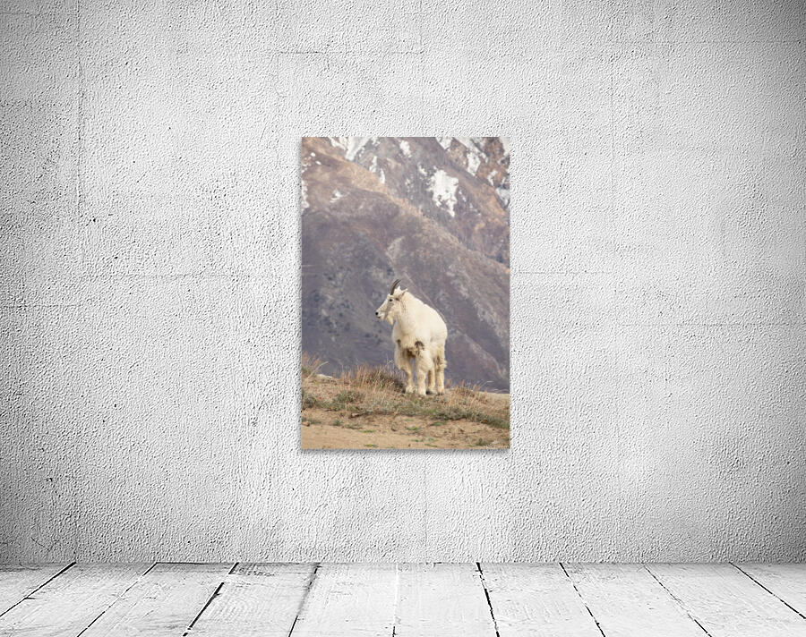 Goat Wall Preview