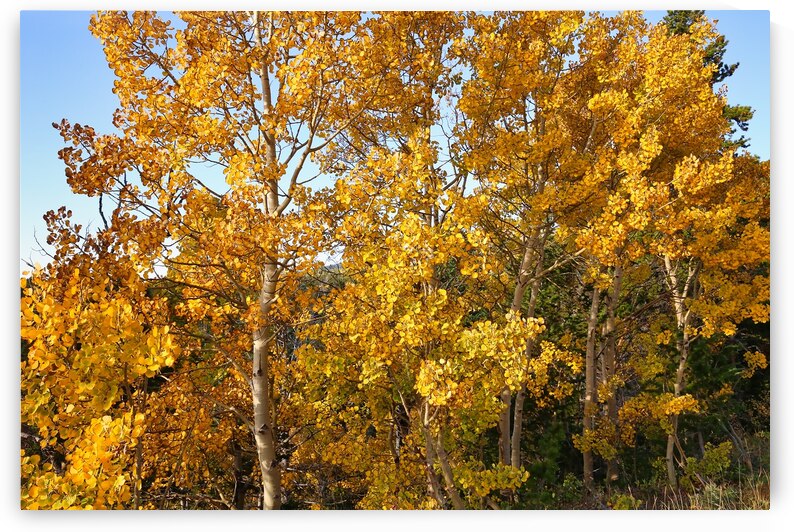 Golden Aspen on Peak to Peak Highway by Judy Vincent Photography