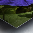 Morning Glory Metal print