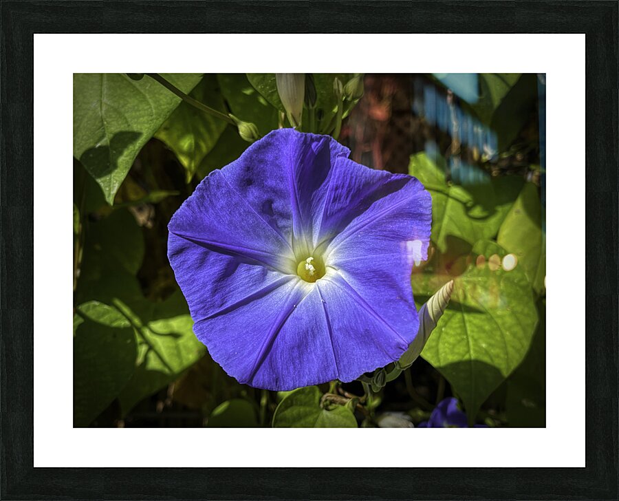 Morning Glory Picture Frame print
