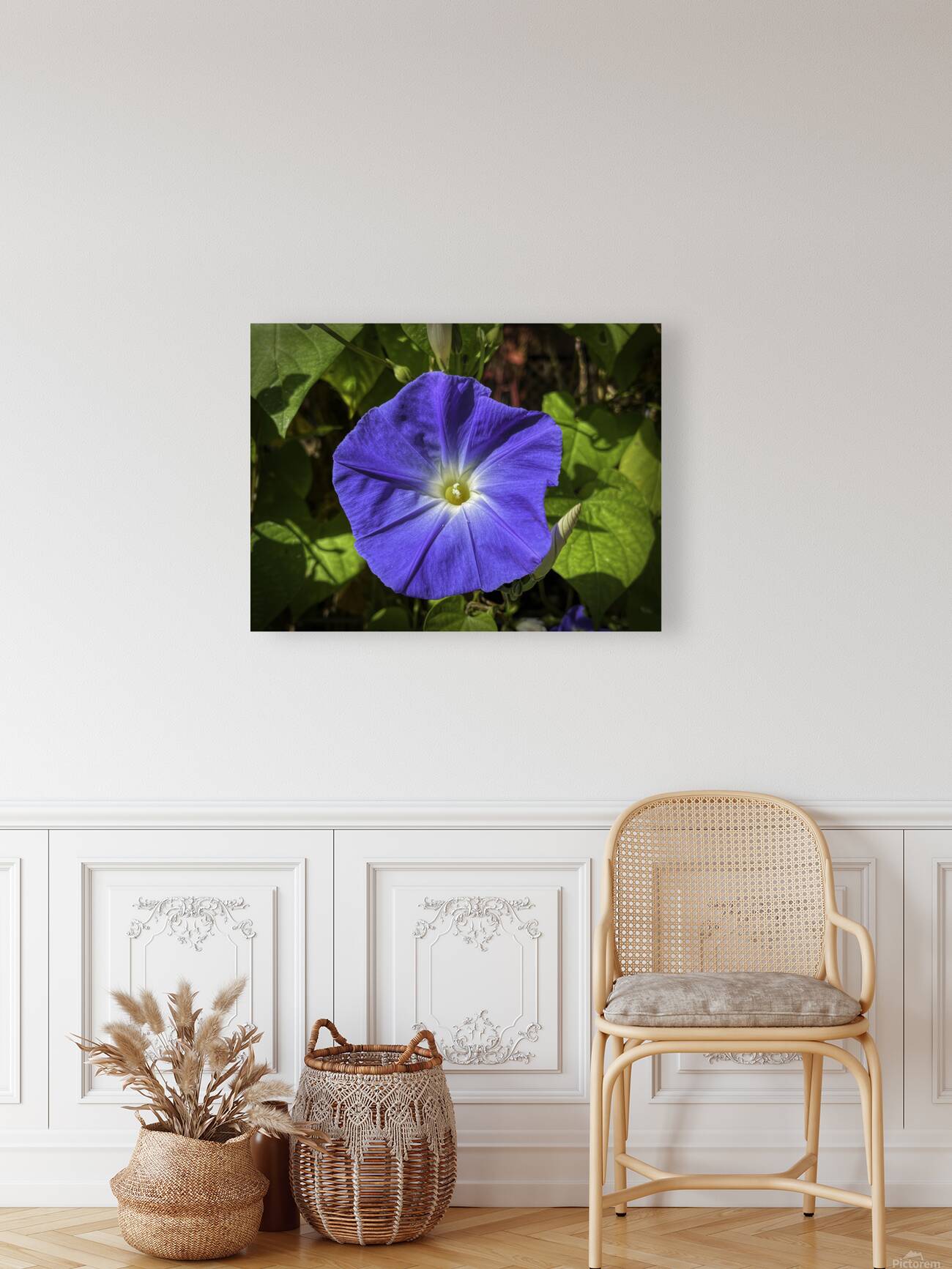 Morning Glory Reproduction