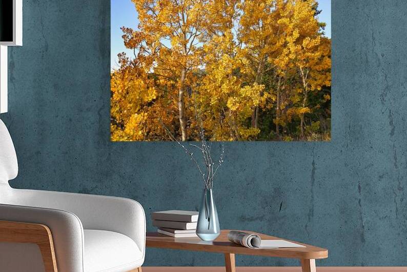 Golden Aspen on Peak to Peak Highway by Judy Vincent Photography