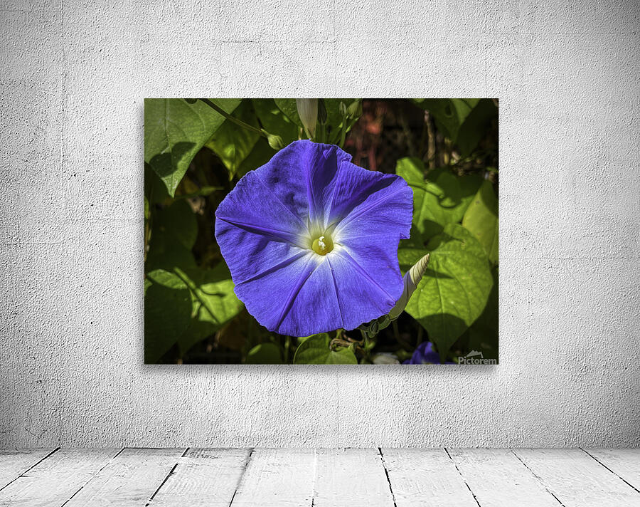 Morning Glory Wall Preview