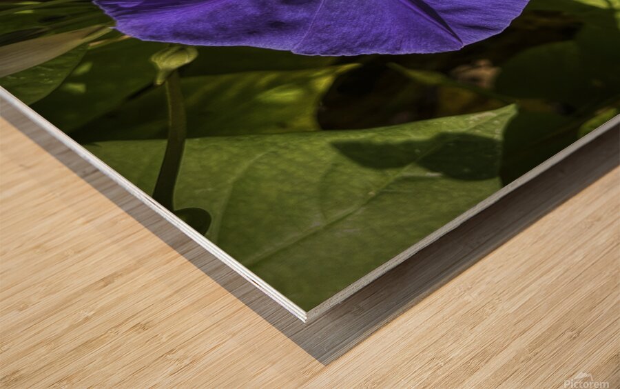 Morning Glory Wood print