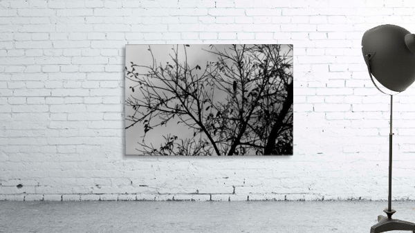 Tree In Winter Wall Preview
