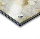 French Script White Dahlia Acrylic print