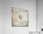 French Script White Dahlia Acrylic Print