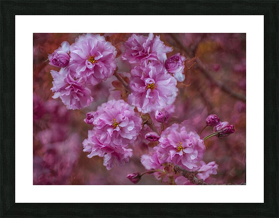 Pink Explosion Picture Frame print