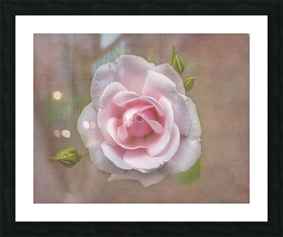 Antique Rose Picture Frame print