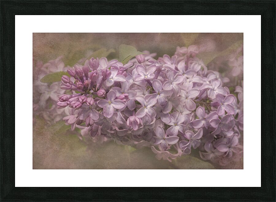 Pink Hydrangea II Picture Frame print