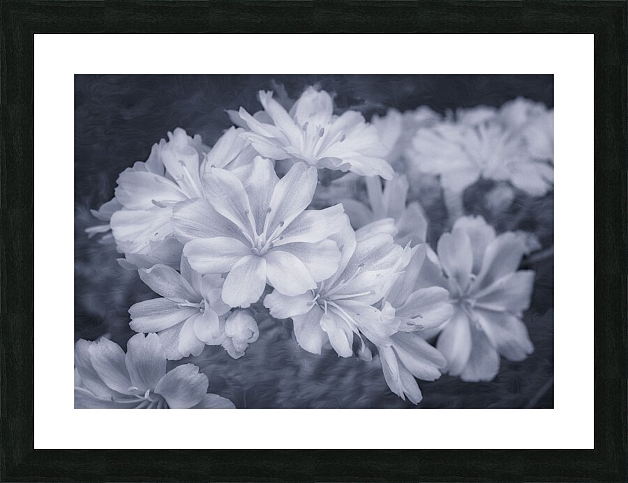 Flower Song Picture Frame print