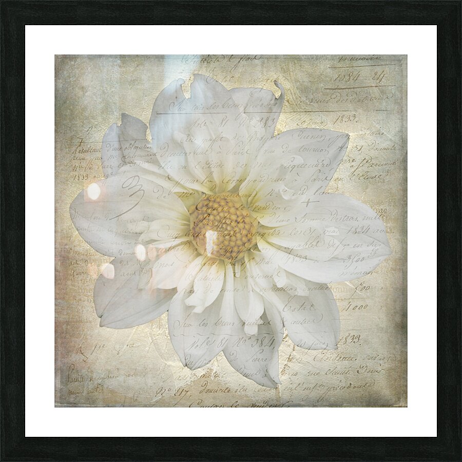 French Script White Dahlia Picture Frame print