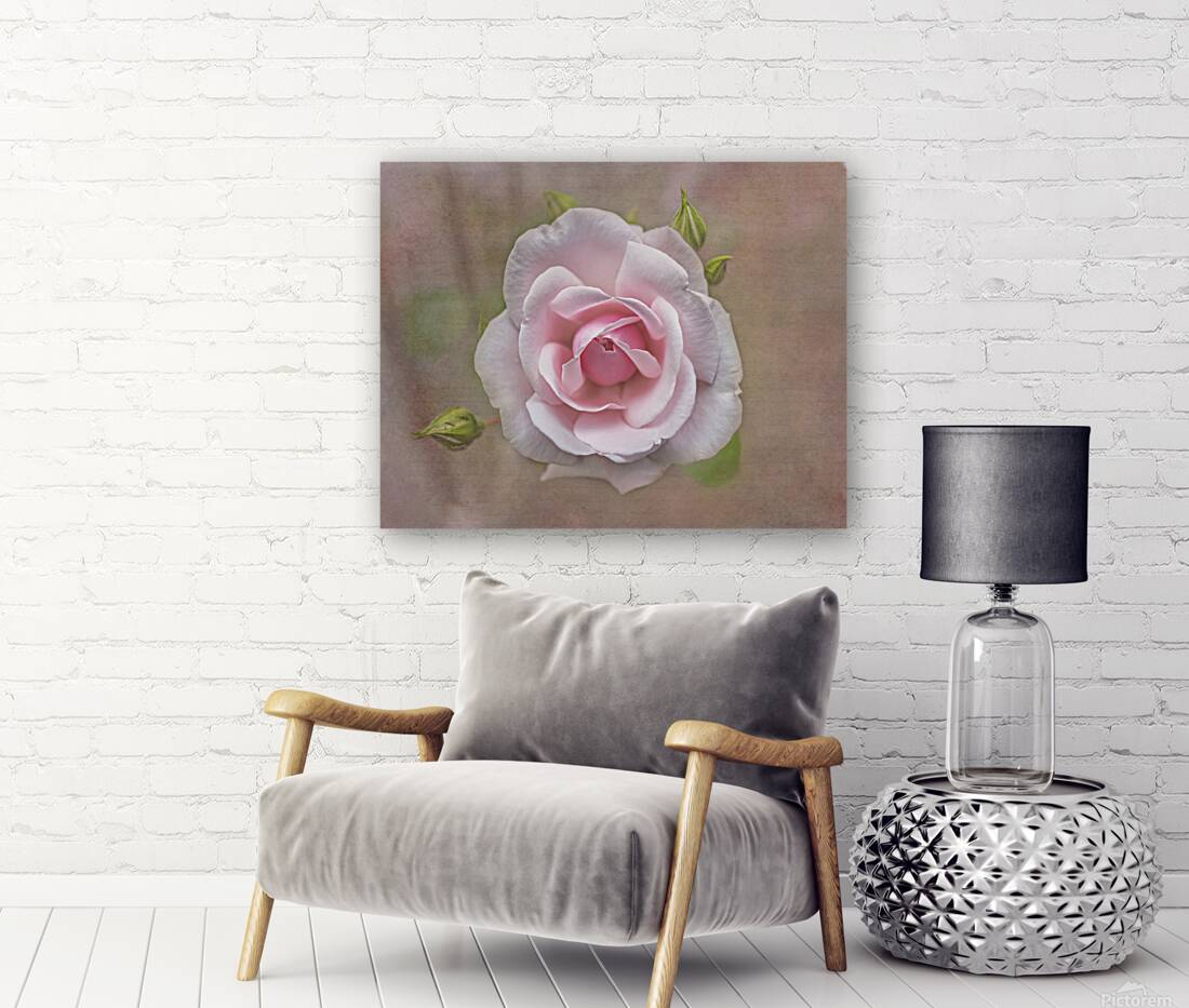 Antique Rose Reproduction