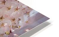 Cherry Blossoms HD Metal print