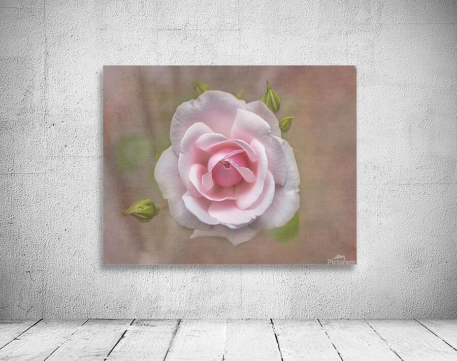 Antique Rose Wall Preview