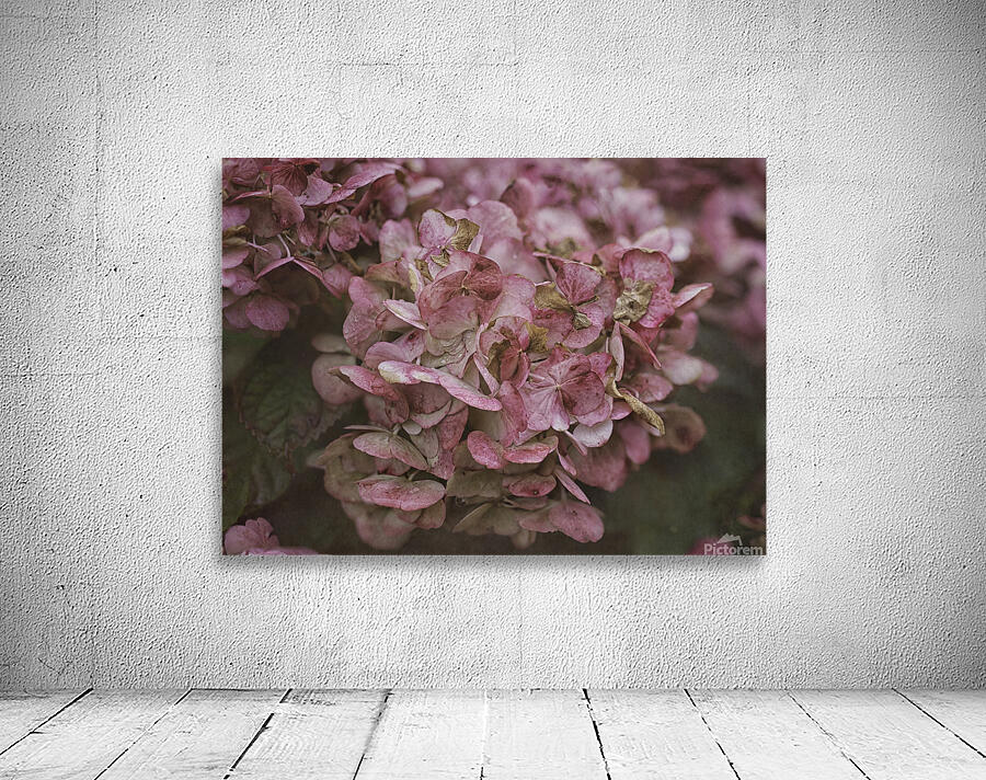 Pink Hydrangea Wall Preview