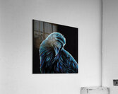 Curious Raven Impression acrylique