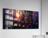 Northern Sunset II Acrylic Print