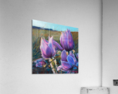 Crocus Acrylic Print