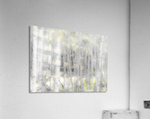 Fall Aspens Acrylic Print