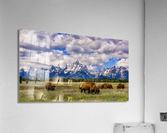 Teton Buffalo Acrylic Print