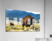 Herd Bull Acrylic Print
