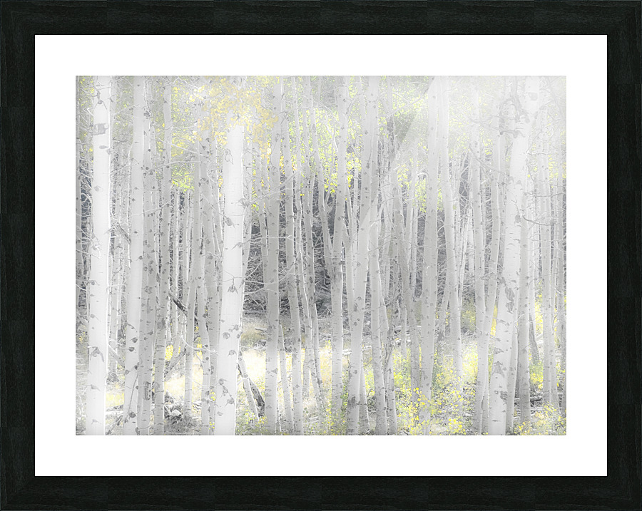 Fall Aspens Picture Frame print