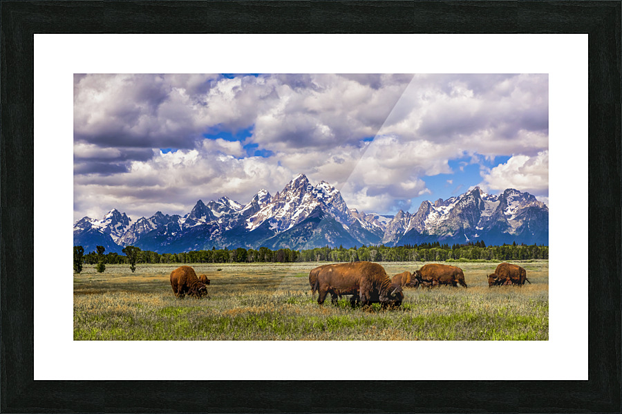 Teton Buffalo Picture Frame print