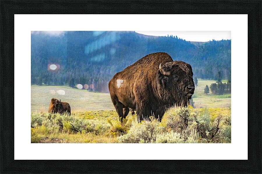 Herd Bull Picture Frame print