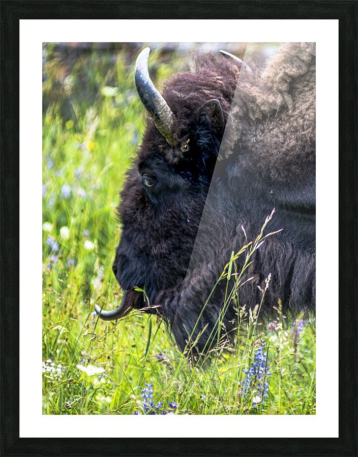 Buffalo Picture Frame print