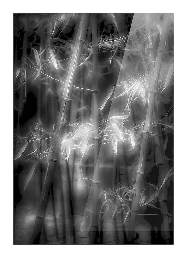 Bamboo Glow Picture Frame print