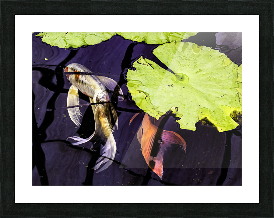 Koi  Picture Frame print