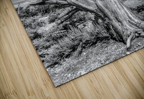 Still Standing James Black puzzle