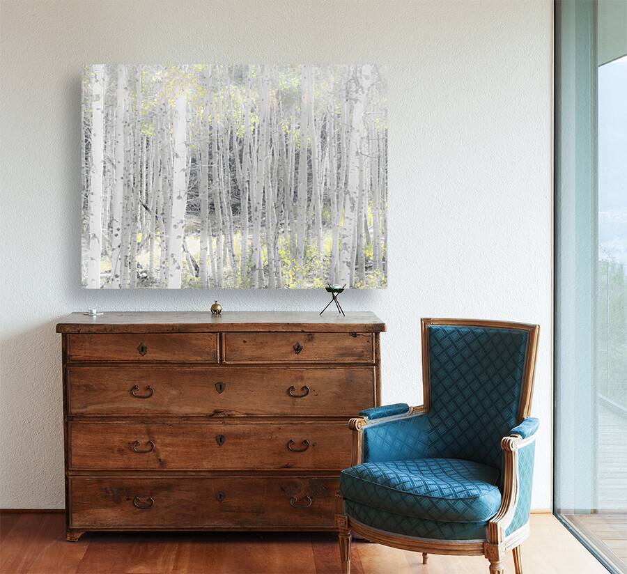 Fall Aspens Reproduction
