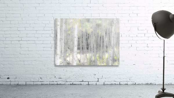 Fall Aspens Wall Preview
