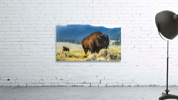 Herd Bull Wall Preview