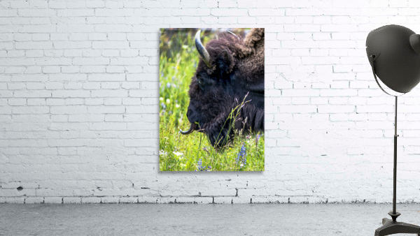 Buffalo Wall Preview