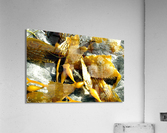 AB028 Acrylic Print