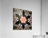 AB008 Acrylic Print