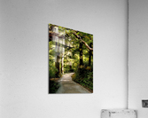 LS049 Acrylic Print