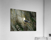 LS036 Acrylic Print