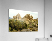 LS006 Acrylic Print