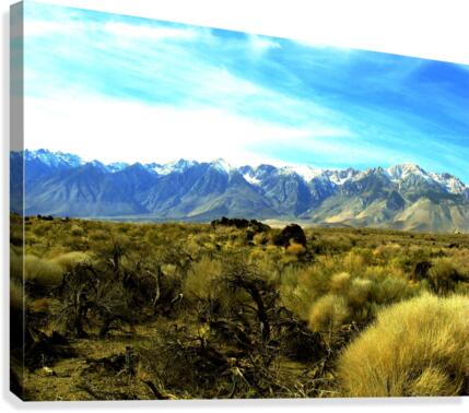 LS024 Canvas Print