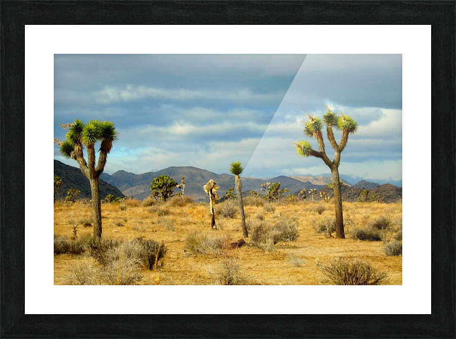 LS003 Picture Frame print