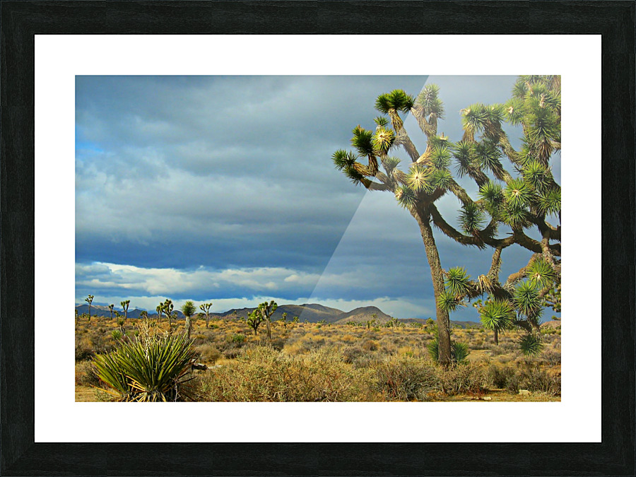 LS002 Picture Frame print