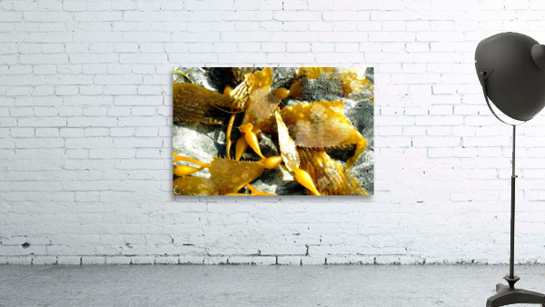AB028 Wall Preview