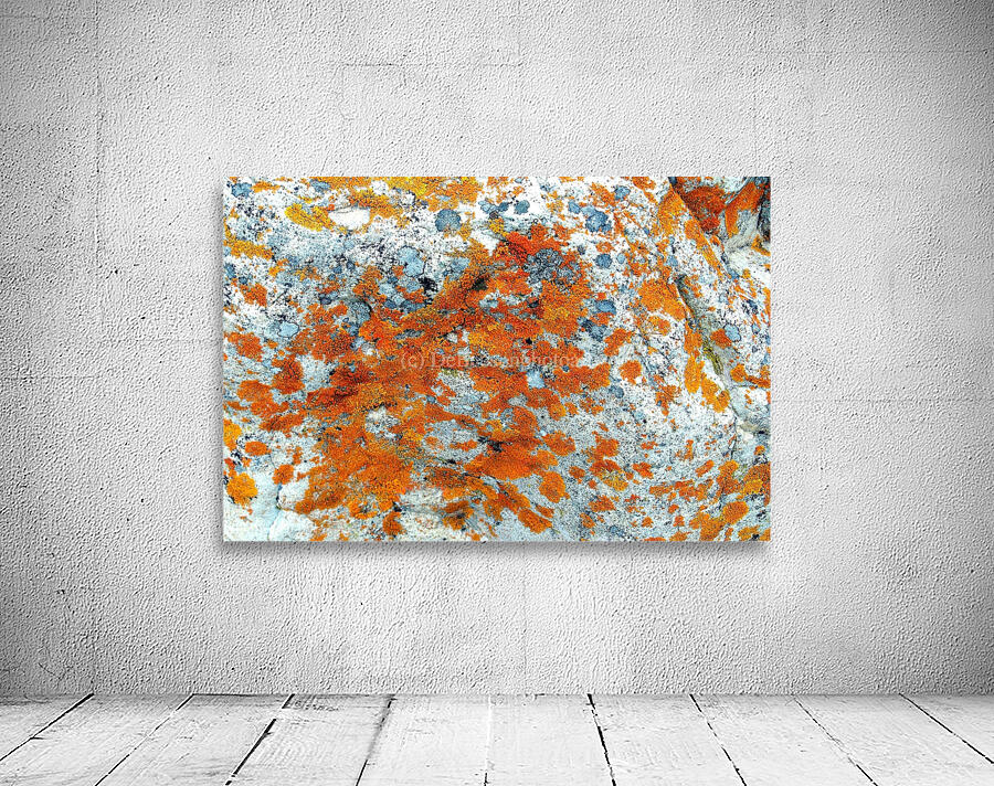 RA006 Wall Preview